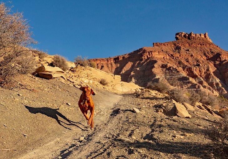 Un chien heureux sur un sentier dans le sud de l'Utah