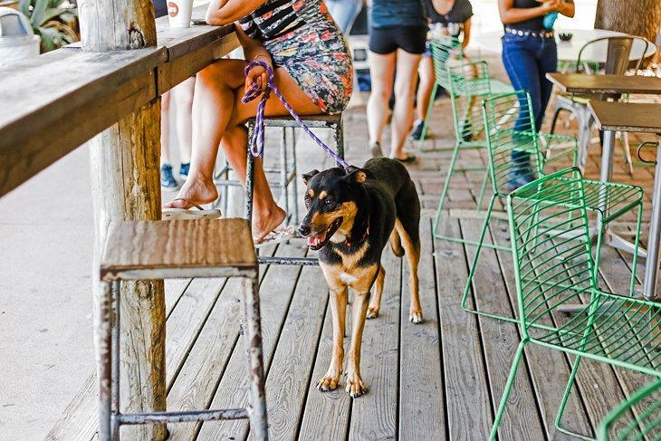 Un chien dans un café à Austin