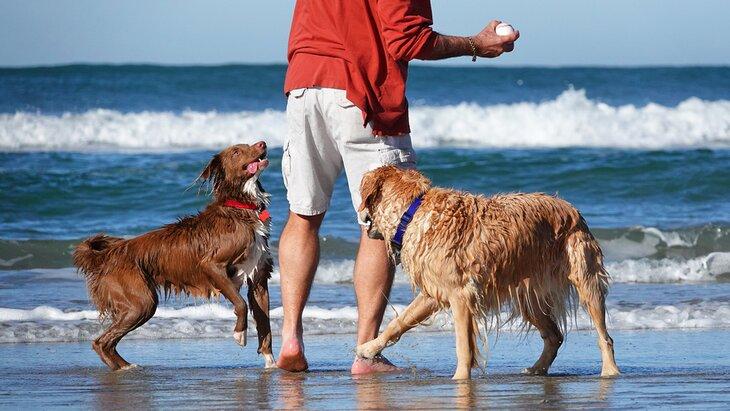 Des chiens profitant de la plage à San Diego