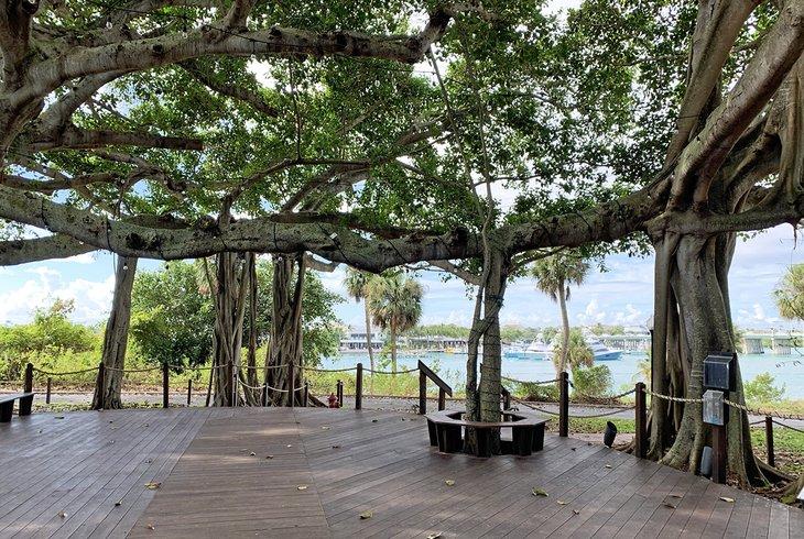 Ein alter Feigenbaum beim Jupiter Inlet Lighthouse