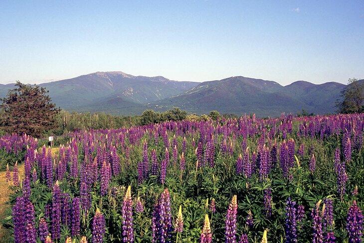 Lupinen in Sugar Hill