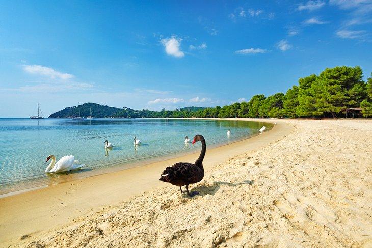 Cisnes en la playa de Koukouaries, Skiathos