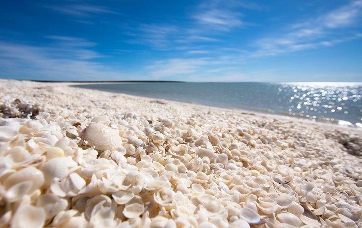 Playa Shell en Shark Bay, Australia