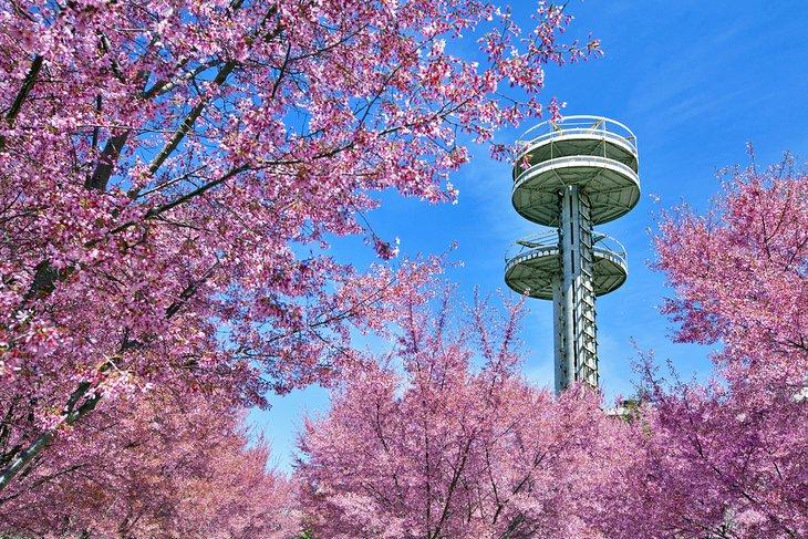 Torres del Pabellón del Estado de Nueva York entre cerezos en Flushing Meadows - Corona Park