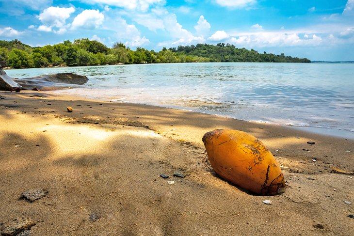 Noix de coco sur la plage de l'île Pulau Ubin