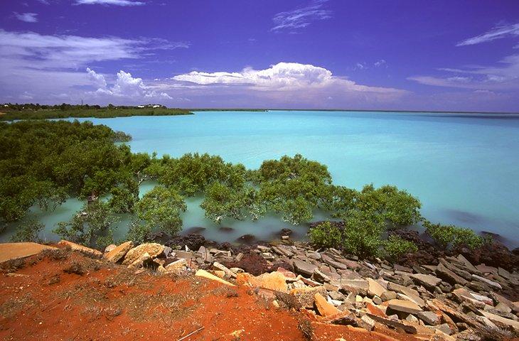 Bay Roebuck, Broome