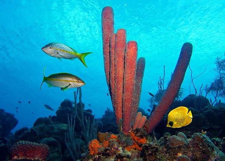 Parque Marino Nacional de Bonaire, Bonaire