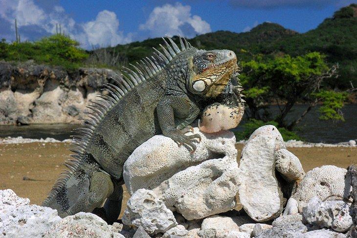 Parque Nacional Washington-Slagbaai, Bonaire