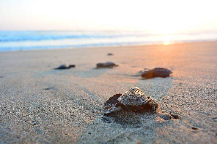 Bébés tortues marines sur la plage