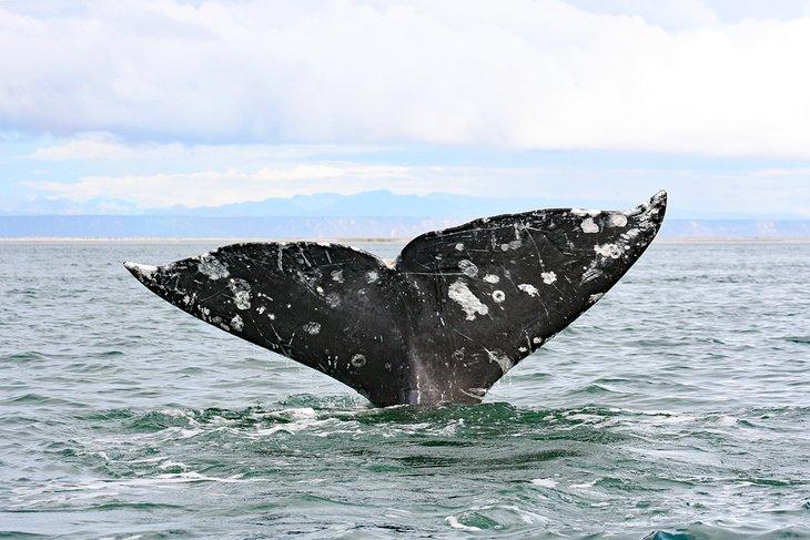 Baleine grise dans la lagune de San Ignacio