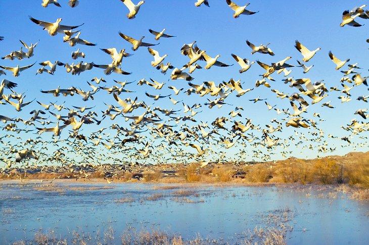 Oies des neiges volant au-dessus du Bosque del Apache National Wildlife Refuge