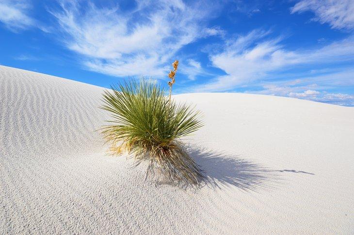 Parc national des White Sands