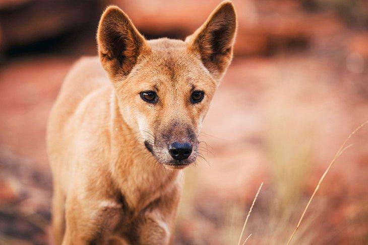 Wilder Dingo im Watarrka Nationalpark