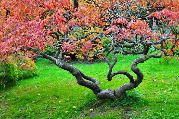 Das Leben der Bäume: Erkunde das Arboretum