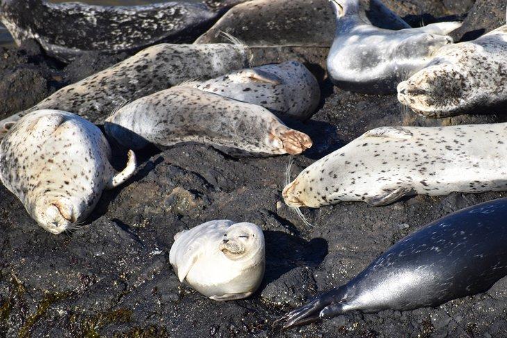 Sellos comunes en Quarry Cove, Yaquina Head