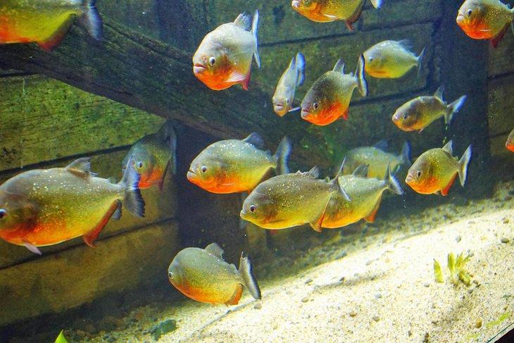 Piranha de vientre rojo en el Acuario de la Costa de Oregón