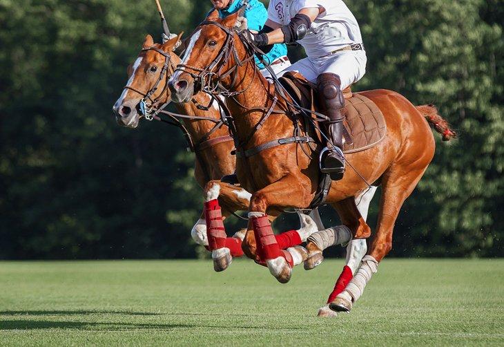 Caballos de polo en acción