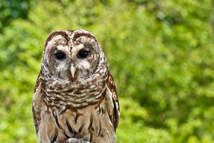 Un búho estriado en el Centro Audubon de Greenwich