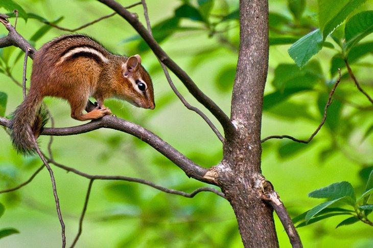 Chipmunk oriental en Connecticut