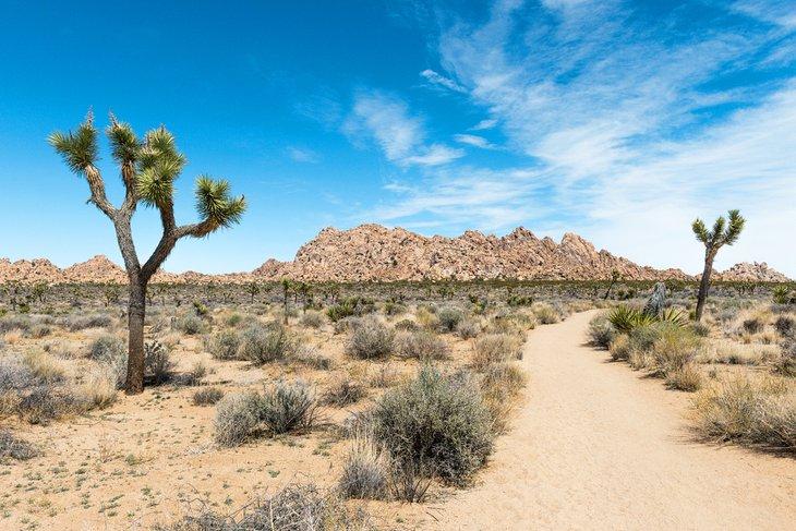 Sendero Willow Hole en el Parque Nacional Joshua Tree