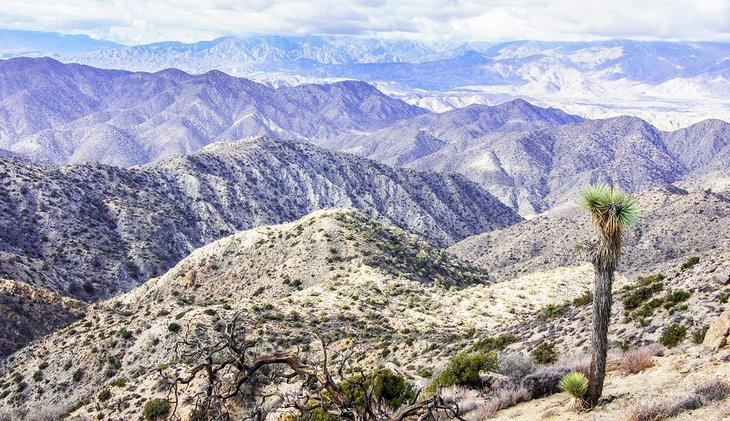 Vista sobre el Desierto de Mojave desde el Pico Warren