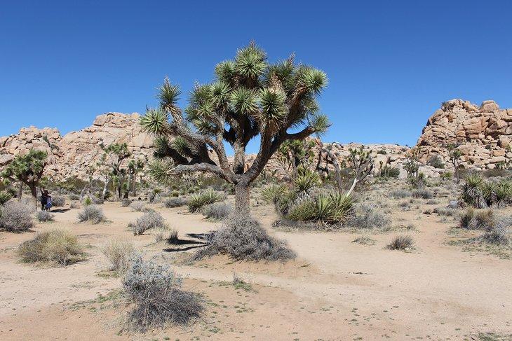 Árbol de Joshua en el Sendero de Barker Dam