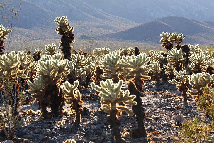 Vista desde el Sendero del Jardín de Cholla Cactus
