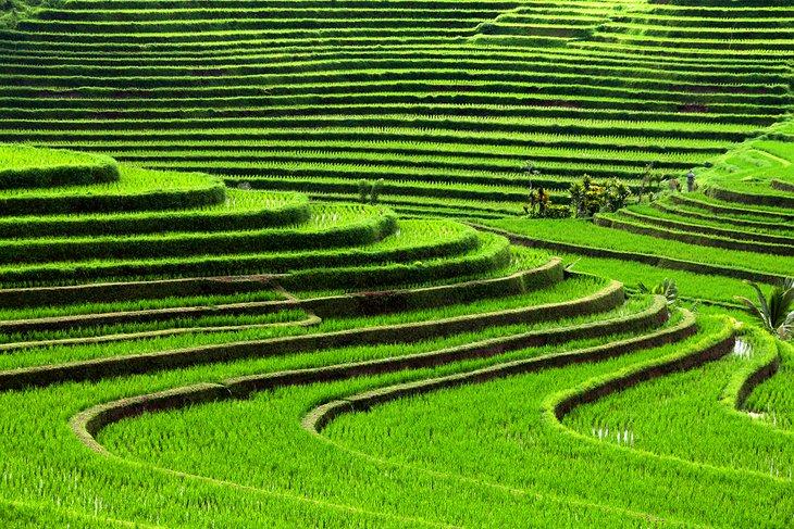 Terrasses de riz à Bali