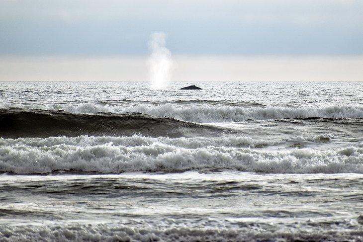 Éruption d'une baleine sur la côte de Long Beach