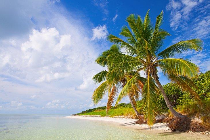 Ein palmengesäumter Strand in den Florida Keys