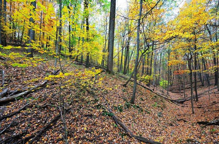 Bosque Nacional Hoosier