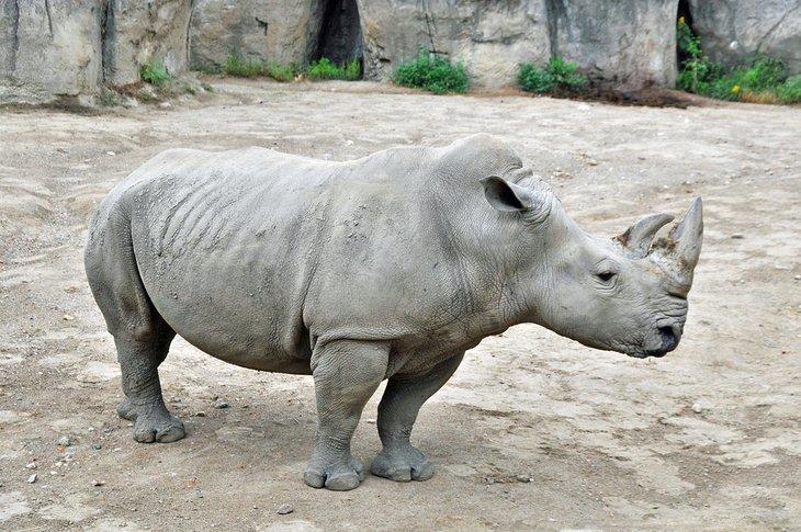 Rinoceronte en el Zoológico de Indianápolis