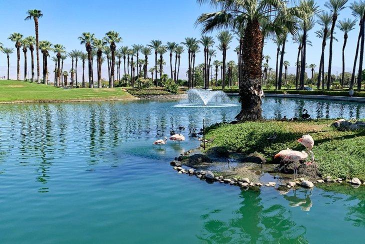 Flamingos im JW Marriott Desert Springs Resort & Spa