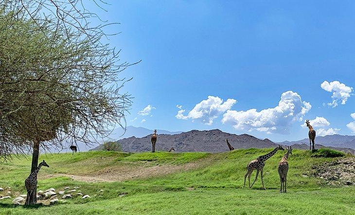 Giraffen im Living Desert Zoo