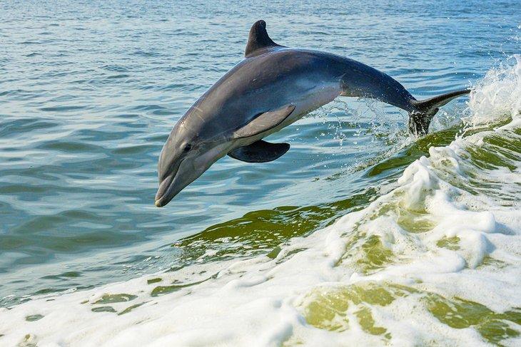 Delfin springt auf einer Delfintour