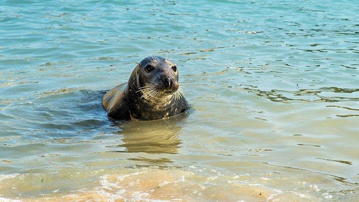 Foca gris atlántica