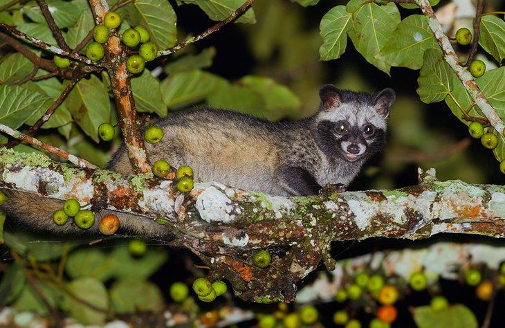 Asiatischer Zibetkatzen fotografiert auf einer Nachtsafari im Khao Yai Nationalpark