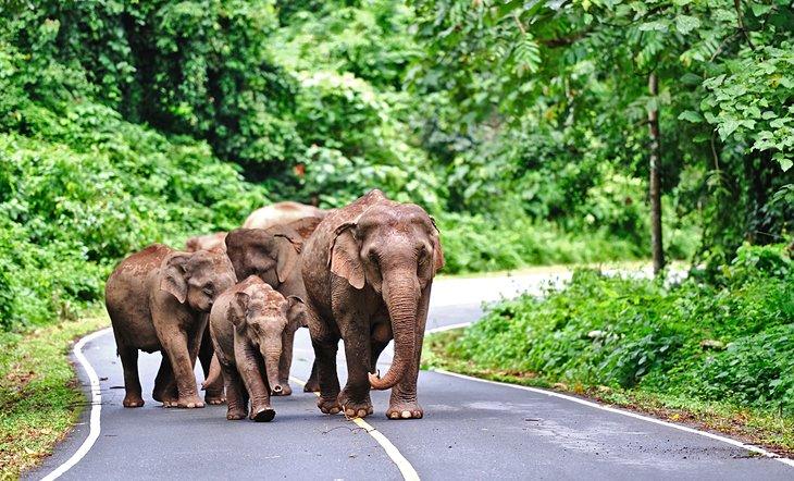 Wilde Elefanten auf der Straße im Khao Yai