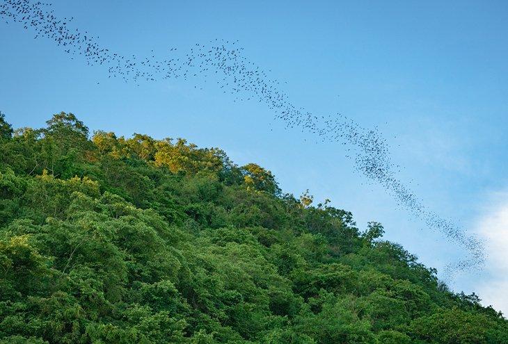 Tausende von Fledermäusen, die über den Khao Yai Nationalpark fliegen