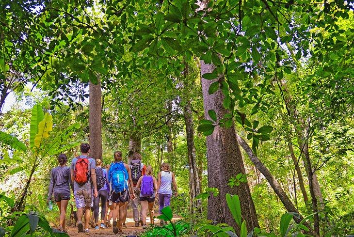 Eine Tourgruppe wandert durch den Dschungel des Khao Yai Nationalparks