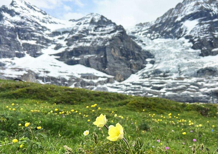 Flores silvestres en Kleine Scheidegg