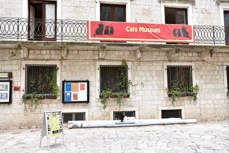 Katzenmuseum von Kotor