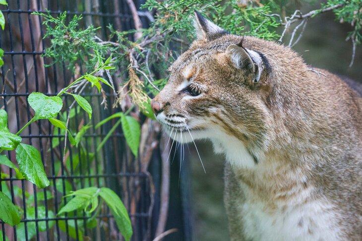 Lynx en el Santuario de Vida Silvestre Bay Beach
