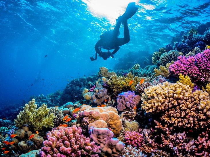 Buceo en el Mar Rojo de Egipto