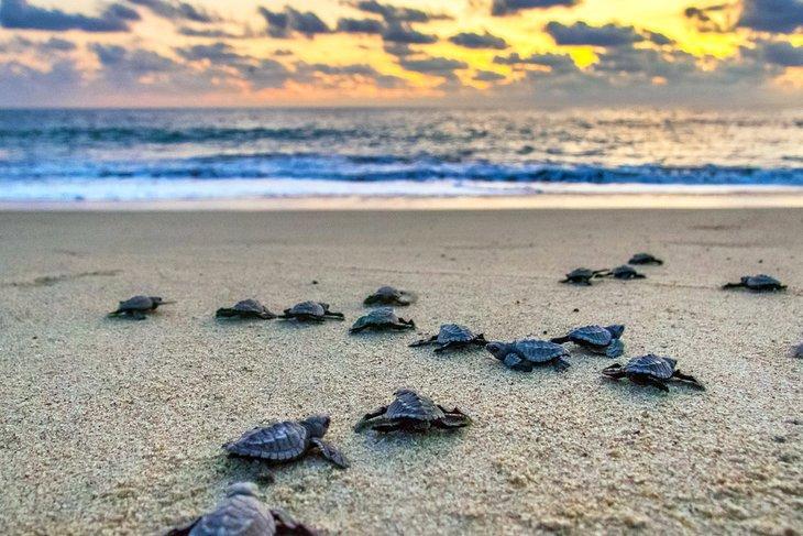 Tortugas marinas bebés regresando al mar en Puerto Escondido