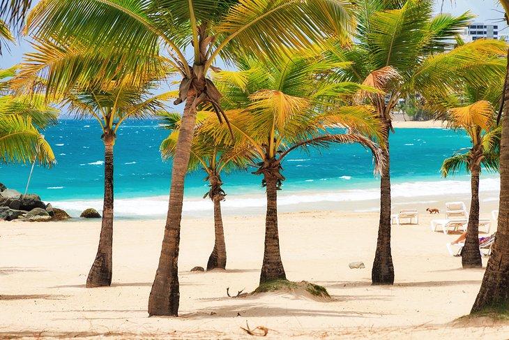 Palmas en la Playa Condado