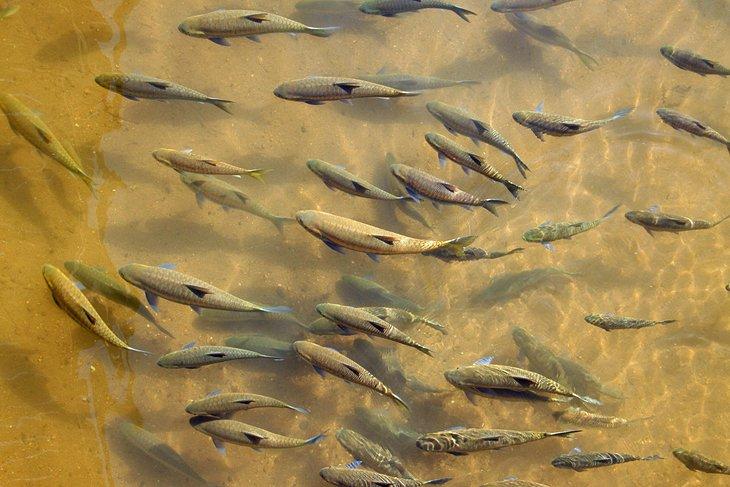 Grotte des poissons