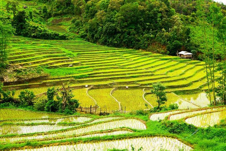 Rizière à Mae Sariang