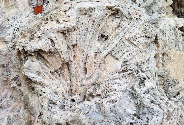 Fossil im Windley Key Fossil Reef Geological State Park in Florida