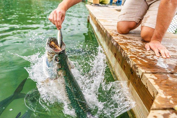 Tarpons füttern bei Robbie's